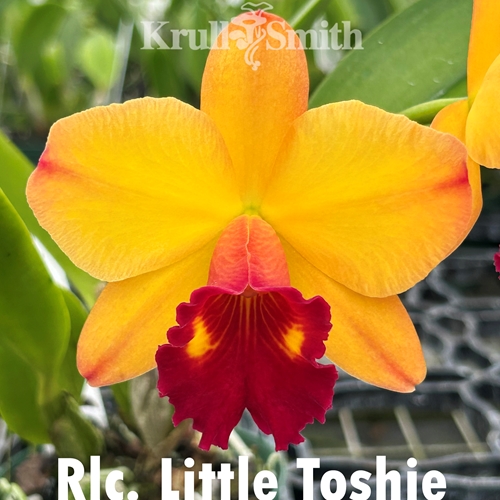 Rlc. Little Toshie