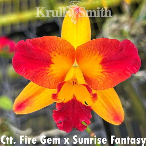 Ctt. Fire Gem x Cattleya Sunrise Fantasy