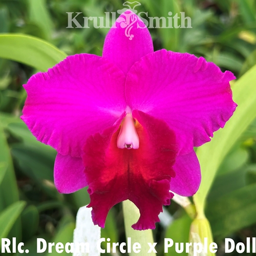Rlc. Dream Circle x Cattleya Purple Doll