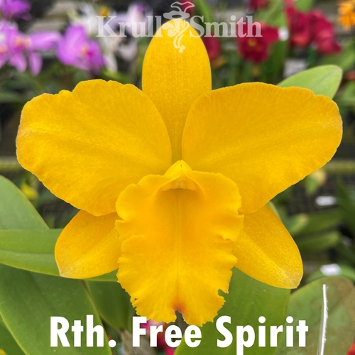 Rth. Free Spirit