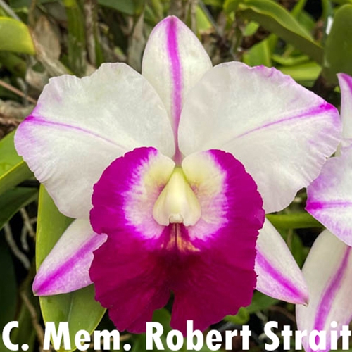 Cattleya Memoria Robert Strait 4n