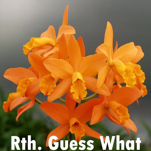 Rth. Guess What x Lcn. Newberry Fireworks Parent 1