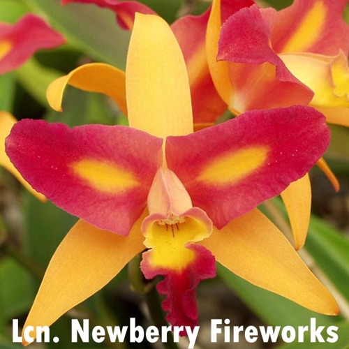 Seedling Parent B Rth. Guess What x Lcn. Newberry Fireworks
