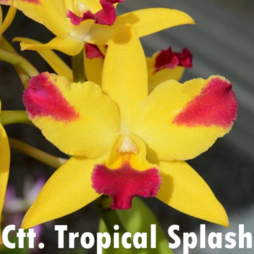 Ctt. Tropical Splash
