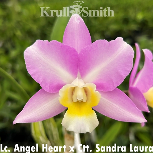 Lc. Angel Heart x Ctt. Sandra Laura