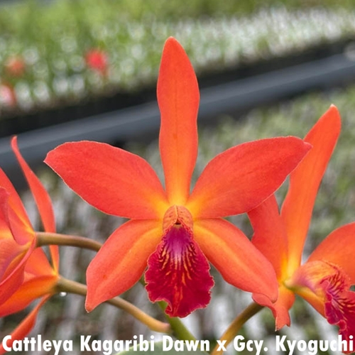 Ctt. Kagaribi Dawn x Gcy. Kyoguchi