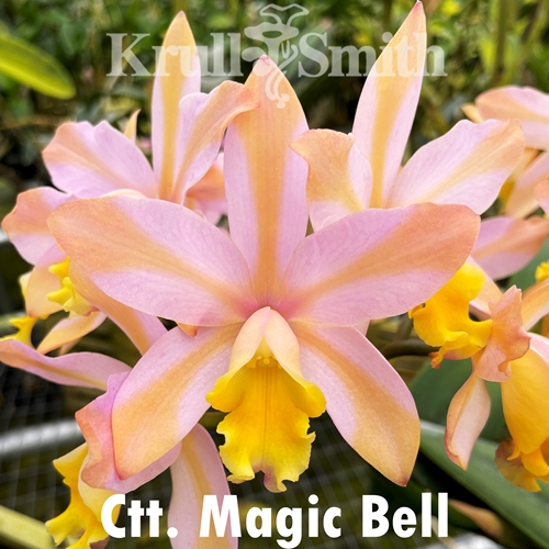Ctt. Magic Bell