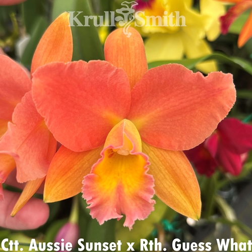 Ctt. Aussie Sunset x Rth. Guess What