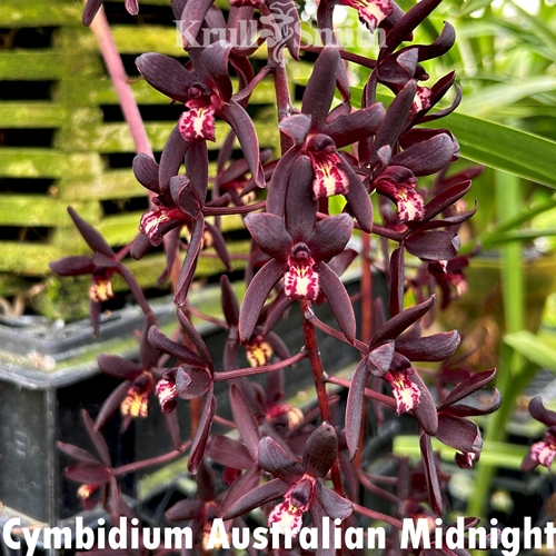 Cymbidium Australian Midnight