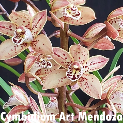 Cymbidium Art Mendoza