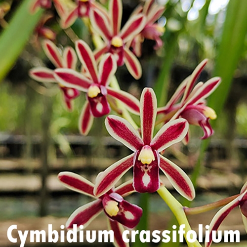 Seedling Parent B Cymbidium Australian Midnight x crassifolium