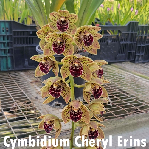 Cymbidium Cheryl Erins x Olive Street