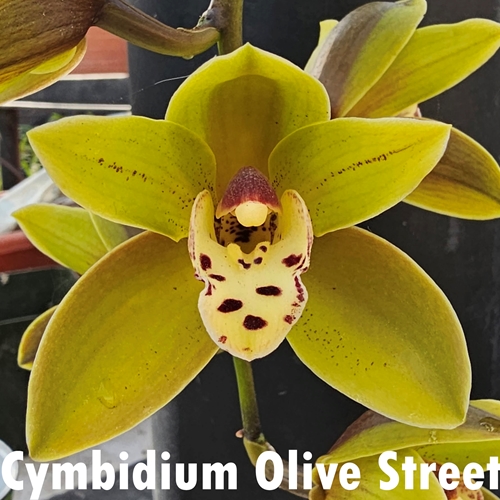 Seedling Parent B Cymbidium Cheryl Erins x Olive Street