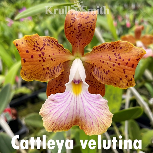 Cattleya velutina - treated (10704)