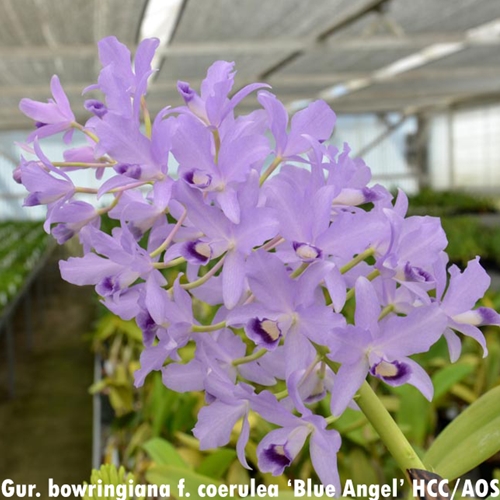 Guarianthe bowringiana f. coerulea