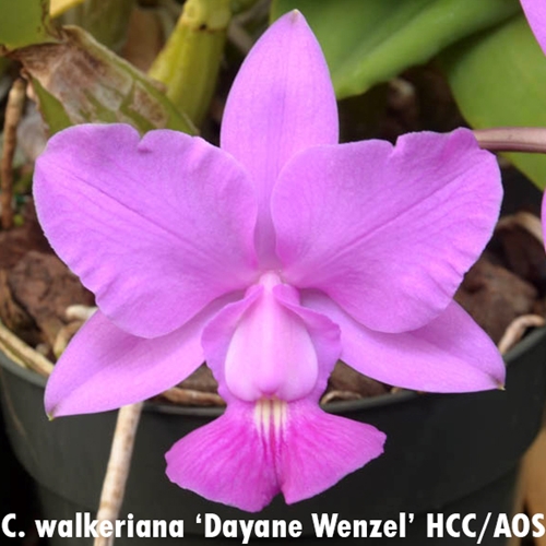 Cattleya walkeriana (11404)