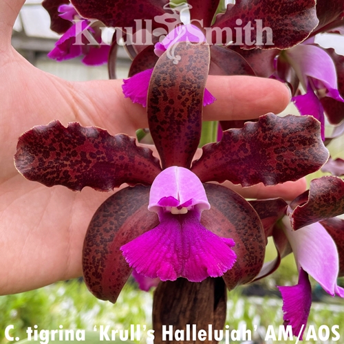 Cattleya tigrina (KSCA 21118)