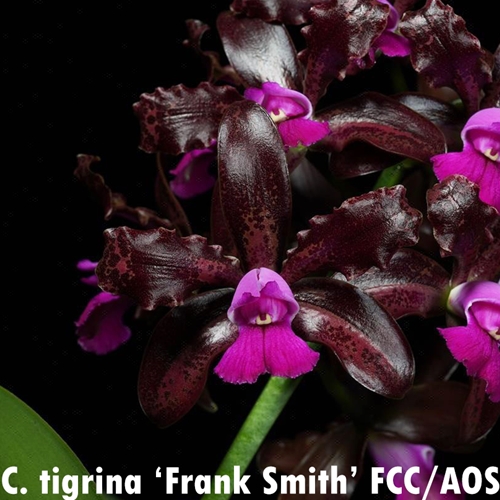 Seedling Parent B Cattleya tigrina (KSCA 21118)