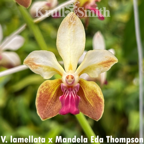 Vanda lamellata x Mandela Eda Thompson