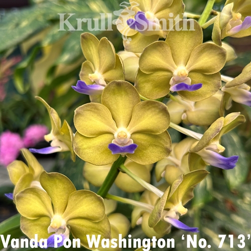 Vanda Pon Washington 'No. 713'