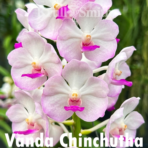 Vanda Chinchutha