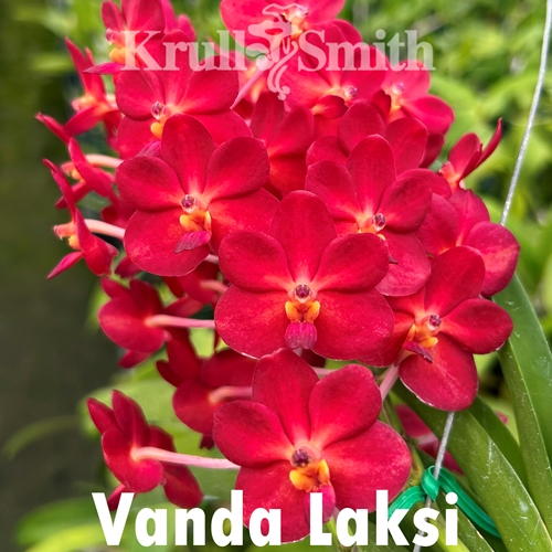 Vanda Laksi