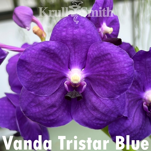 Vanda Tristar Blue