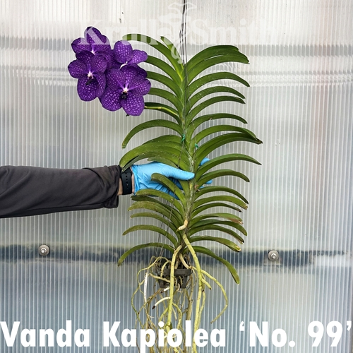 Vanda Kapiolea 'No. 99'