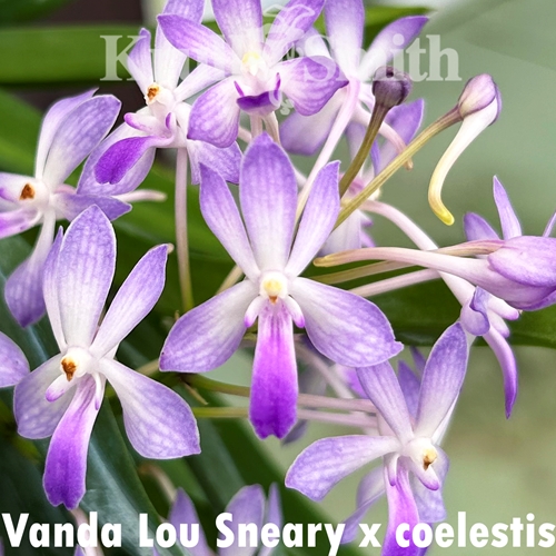 Vanda Lou Sneary x coelestis - clumps