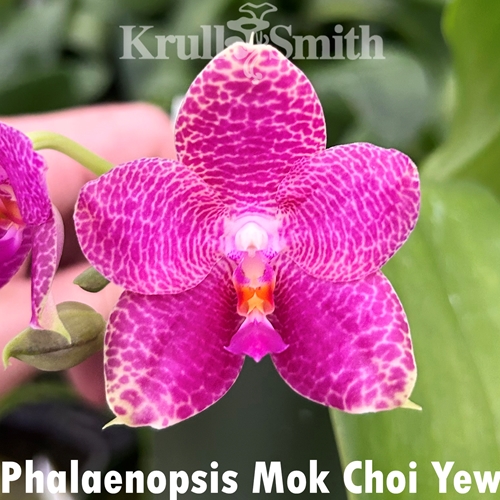 Phalaenopsis Mok Choi Yew