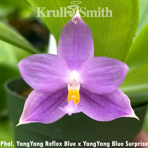 Phalaenopsis YangYang Reflex Blue x YangYang Blue Surprise