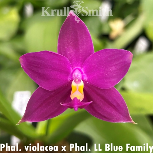 Phalaenopsis violacea x LL Blue Family