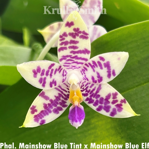 Phalaenopsis Mainshow Blue Tint x Mainshow Blue Elf