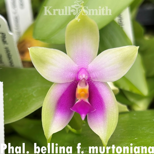 Phalaenopsis bellina f. murtoniana