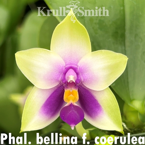 Phalaenopsis bellina f. coerulea