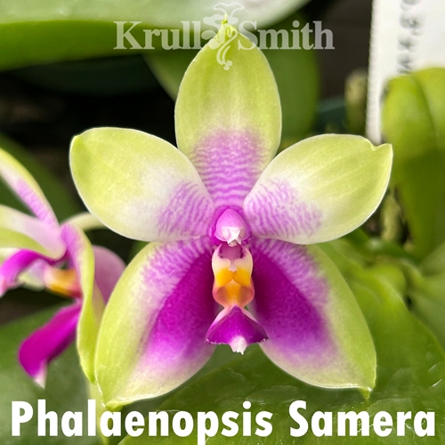 Phalaenopsis Samera