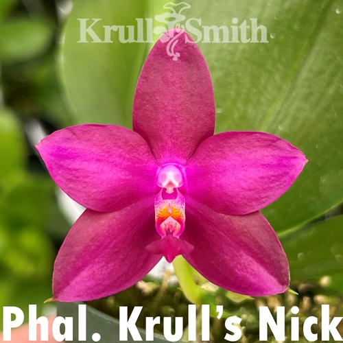 Phalaenopsis Krull's Nick (2385)