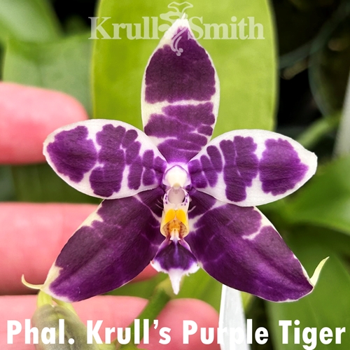 Phalaenopsis Krull's Purple Tiger (2417)
