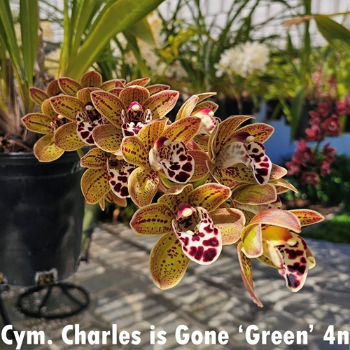 Cymbidium Charles is Gone x Cheryl Erins