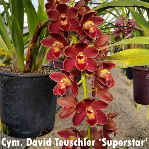 Cymbidium David Teuschler x Rose Gahnstrom Parent 1