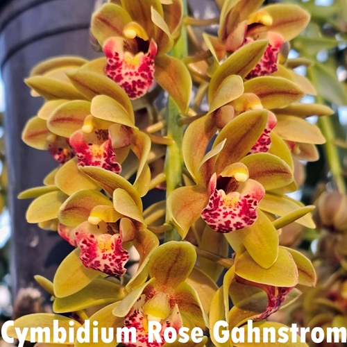 Cymbidium David Teuschler x Rose Gahnstrom Parent 2