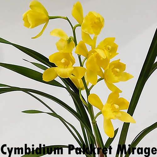 Cymbidium Pakkret Mirage x Gram. scriptum Dwarf Parent 1