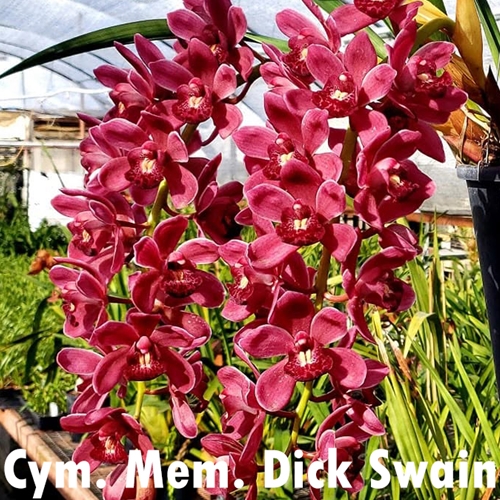 Cymbidium Mem. Dick Swain x Fifi