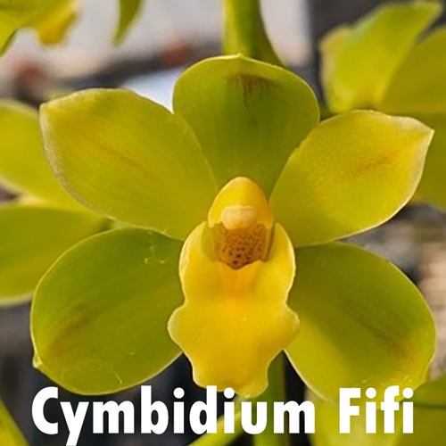 Cymbidium Mem. Dick Swain x Fifi Parent 2