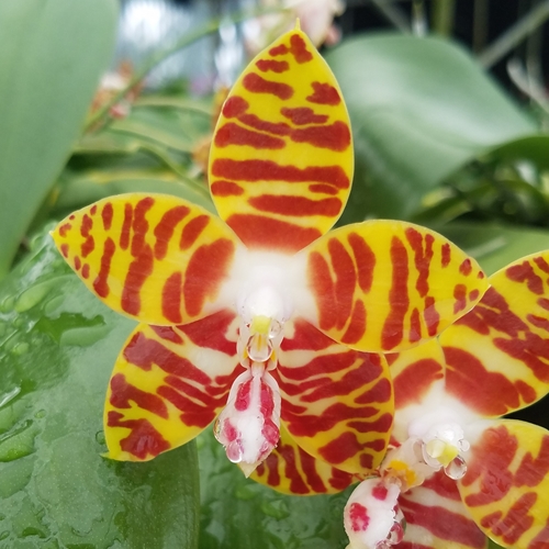 Phal. amboinensis 'Krull's Yellow King' AM/AOS