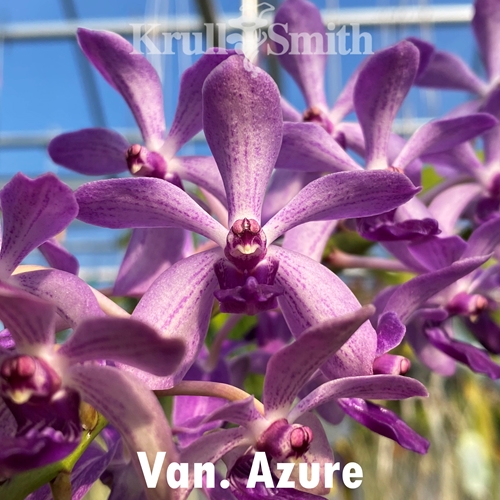Van. Azure