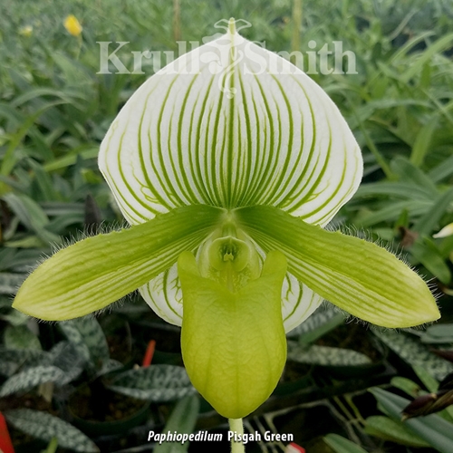 Paphiopedilum Pisgah Green