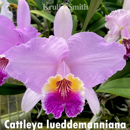 Cattleya lueddemanniana 'Krull's Shapely' x Cassie's Delight' FCC/AOS