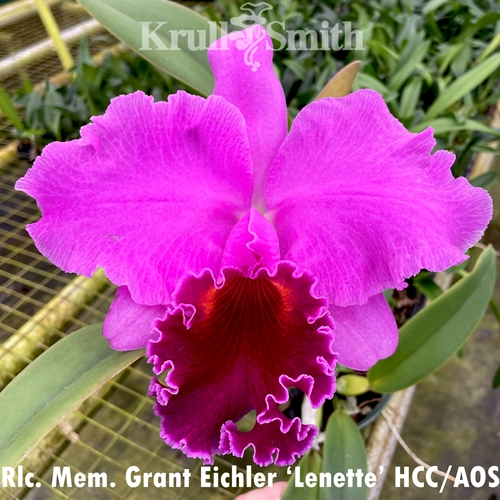 Rlc. Memoria Grant Eichler 'Lennette' HCC/AOS