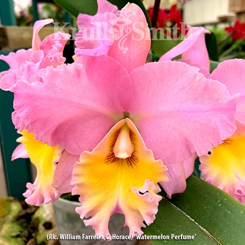 Rlc. (William Farrell x C. Horace) 'Watermelon Perfume'